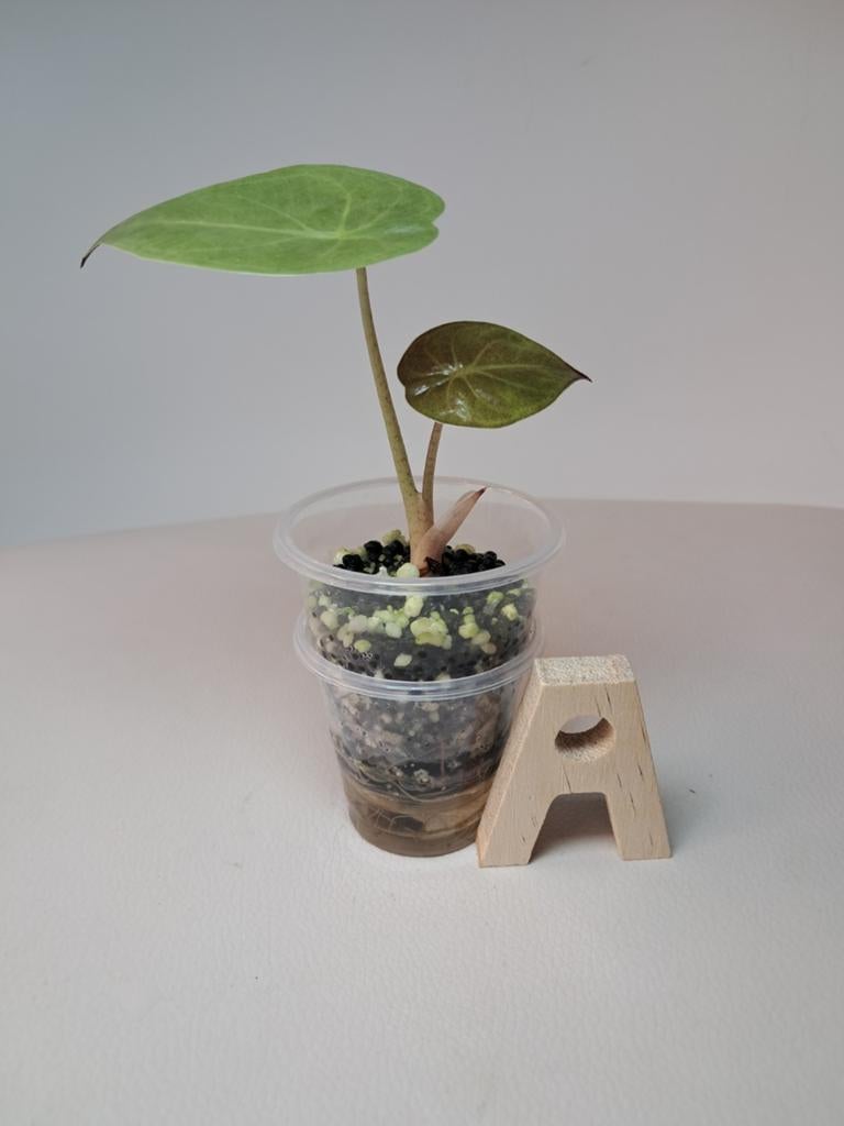 Alocasia Wentii | Stratum, Huis en Inrichting, Kamerplanten, Ophalen