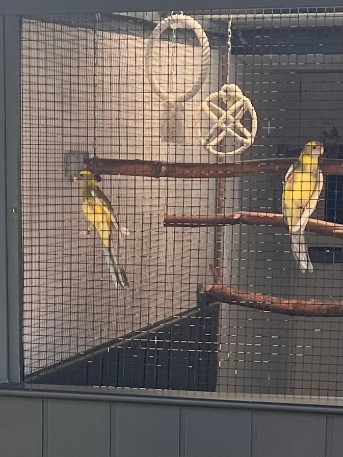 Bonte strogele Rosellas van 2026 1-0 en 0-1, Dieren en Toebehoren