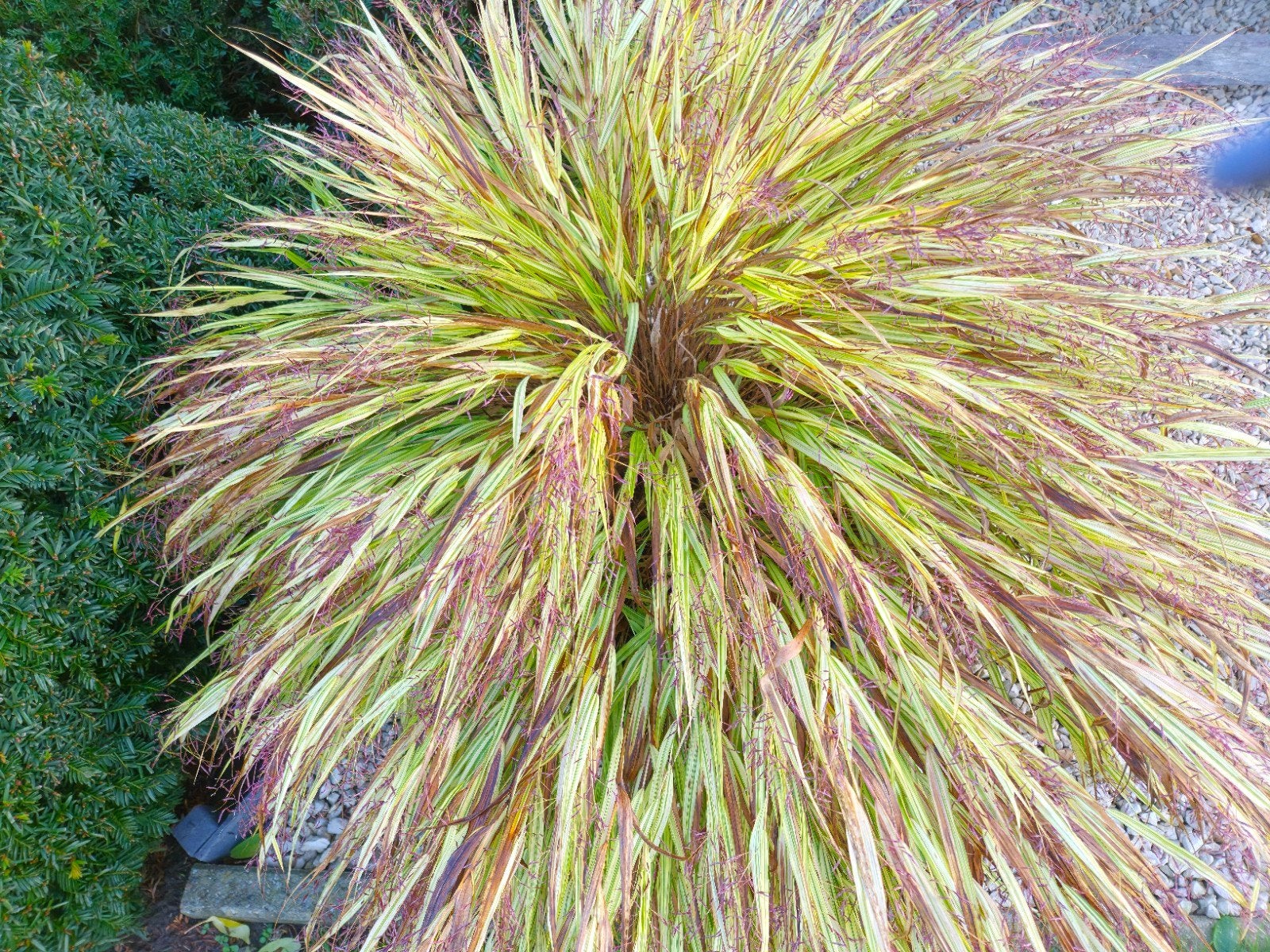 Twee Japanse Berggrassen, Tuin en Terras, Ophalen, In pot