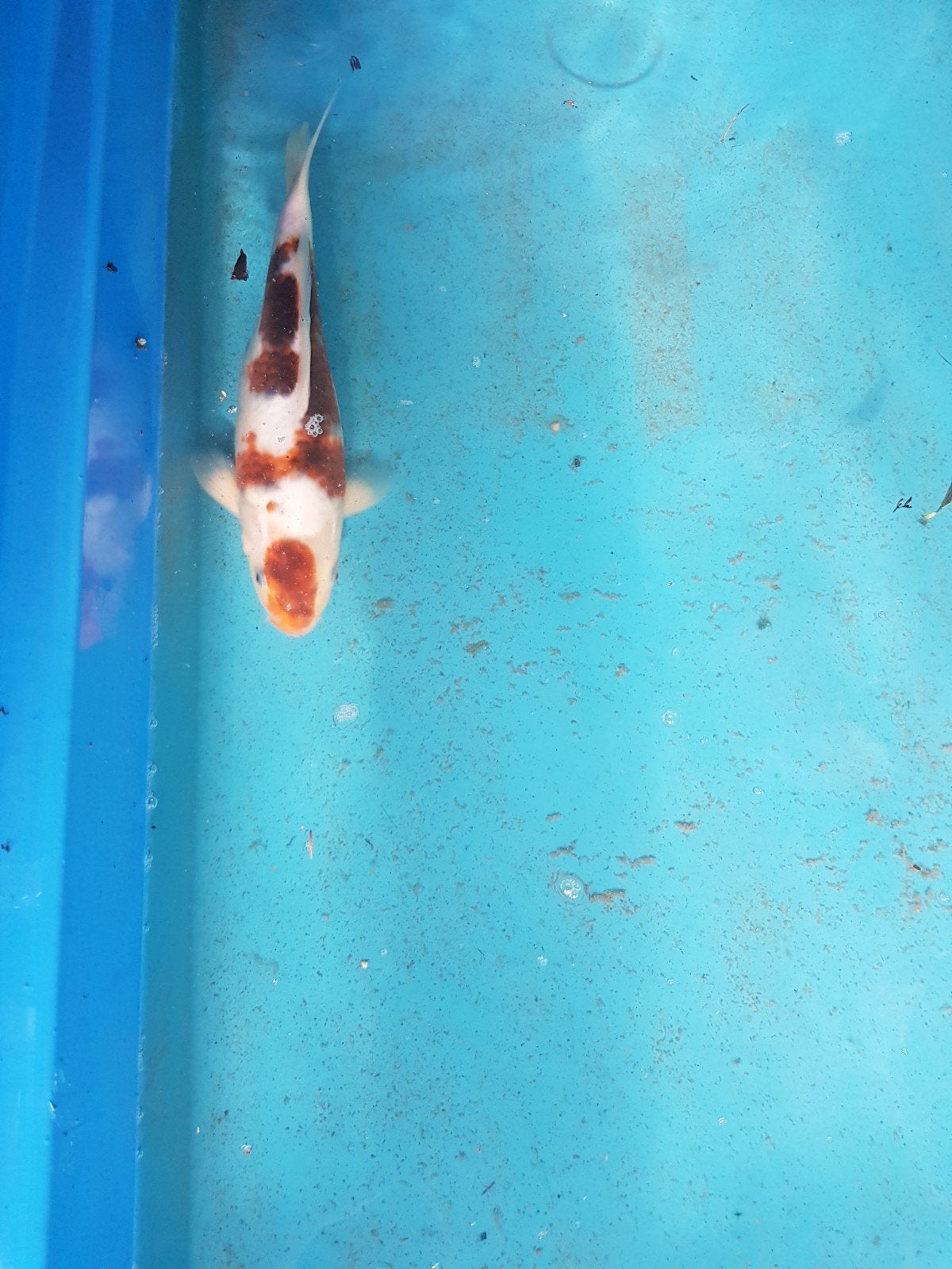koi vissen, Dieren en Toebehoren, Vissen | Vijvervissen