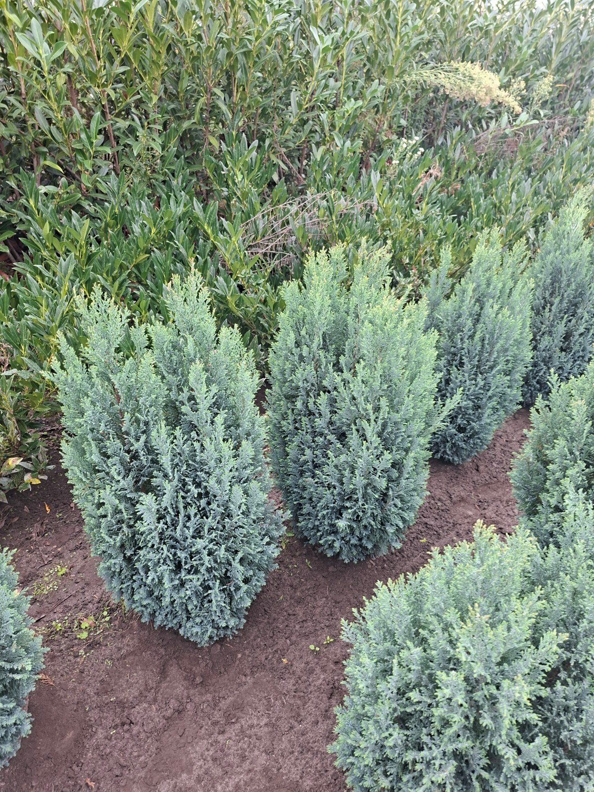 conifeer, Chamaecyparis Lawsoniana ellwoodii. tot 90 cm, Ophalen of Verzenden