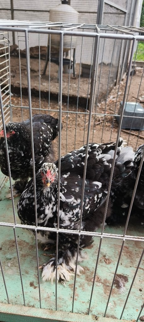 24 brahma hennen, Dieren en Toebehoren, Pluimvee, Vrouwelijk, Kip