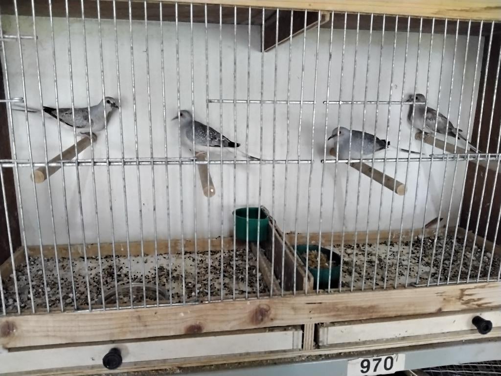 Diamantduifjes, Dieren en Toebehoren, Meerdere dieren, Overige soorten