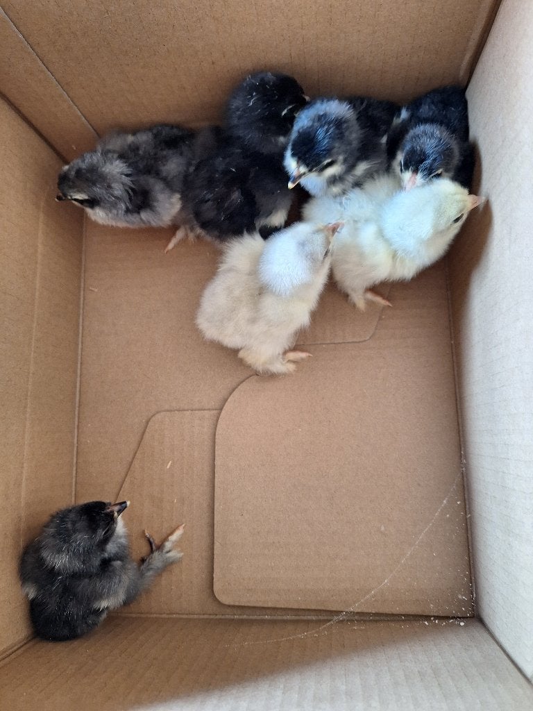 Brahma wit/zwart kuikens te koop, Dieren en Toebehoren, Pluimvee, Geslacht onbekend, Kip