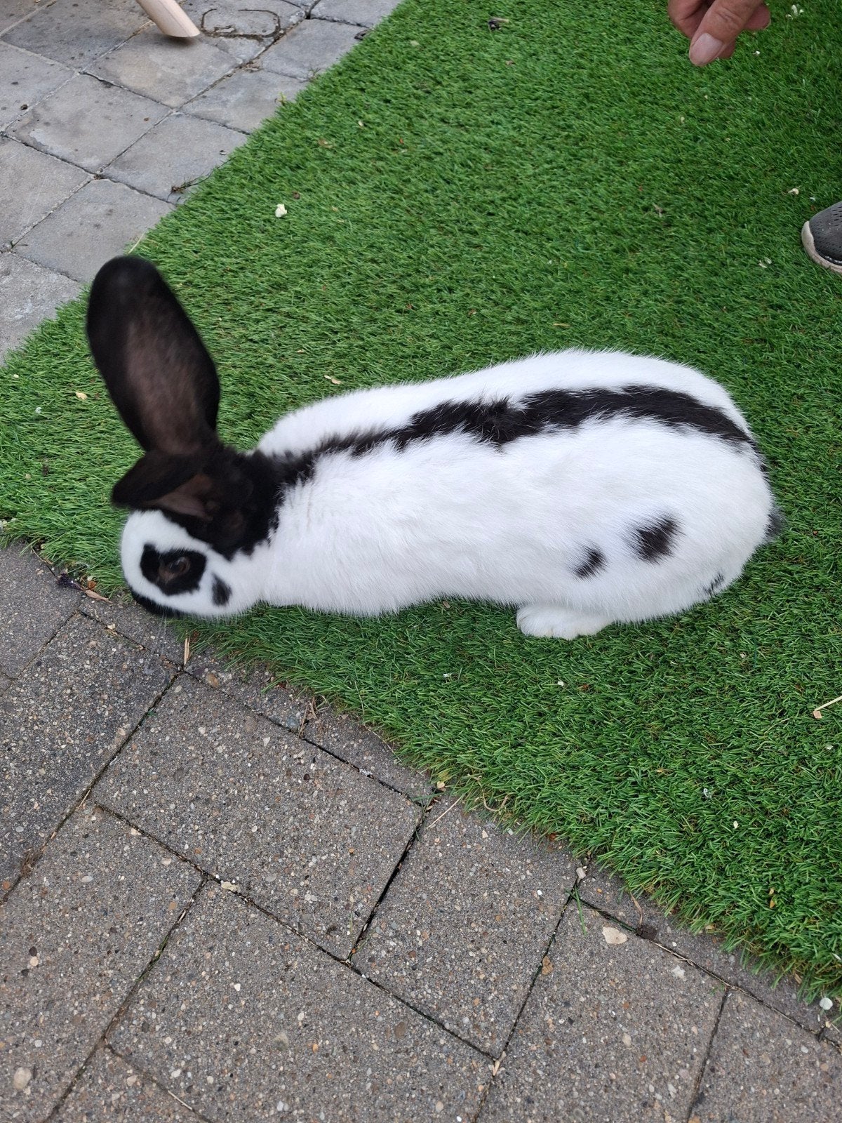 Konijn, Dieren en Toebehoren, Konijnen, Groot