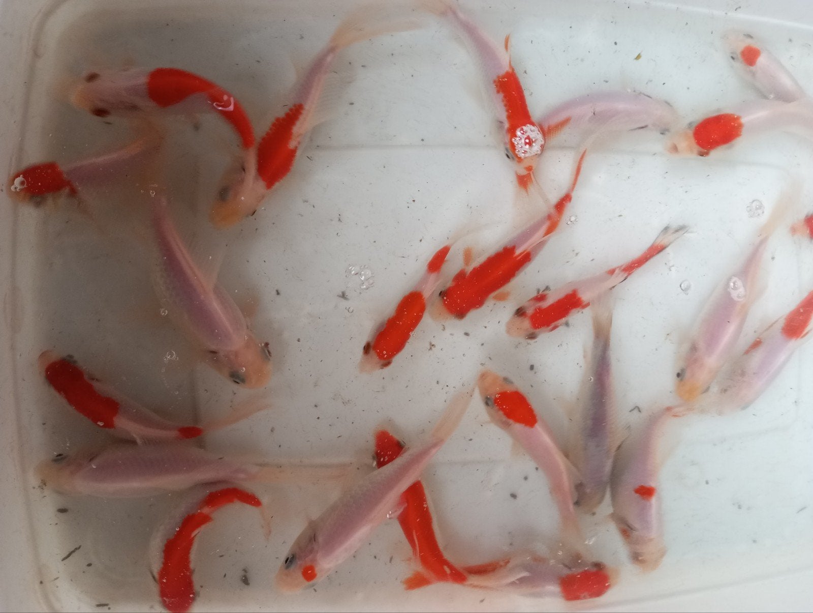 sarassas 10/12 cm