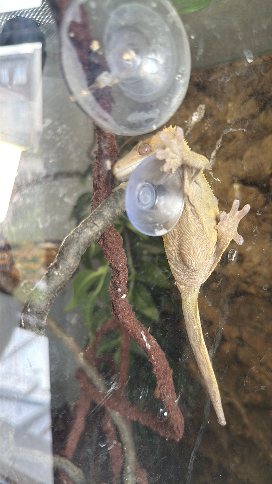 Terrarium met 3 Wimpergecko’s, Dieren en Toebehoren