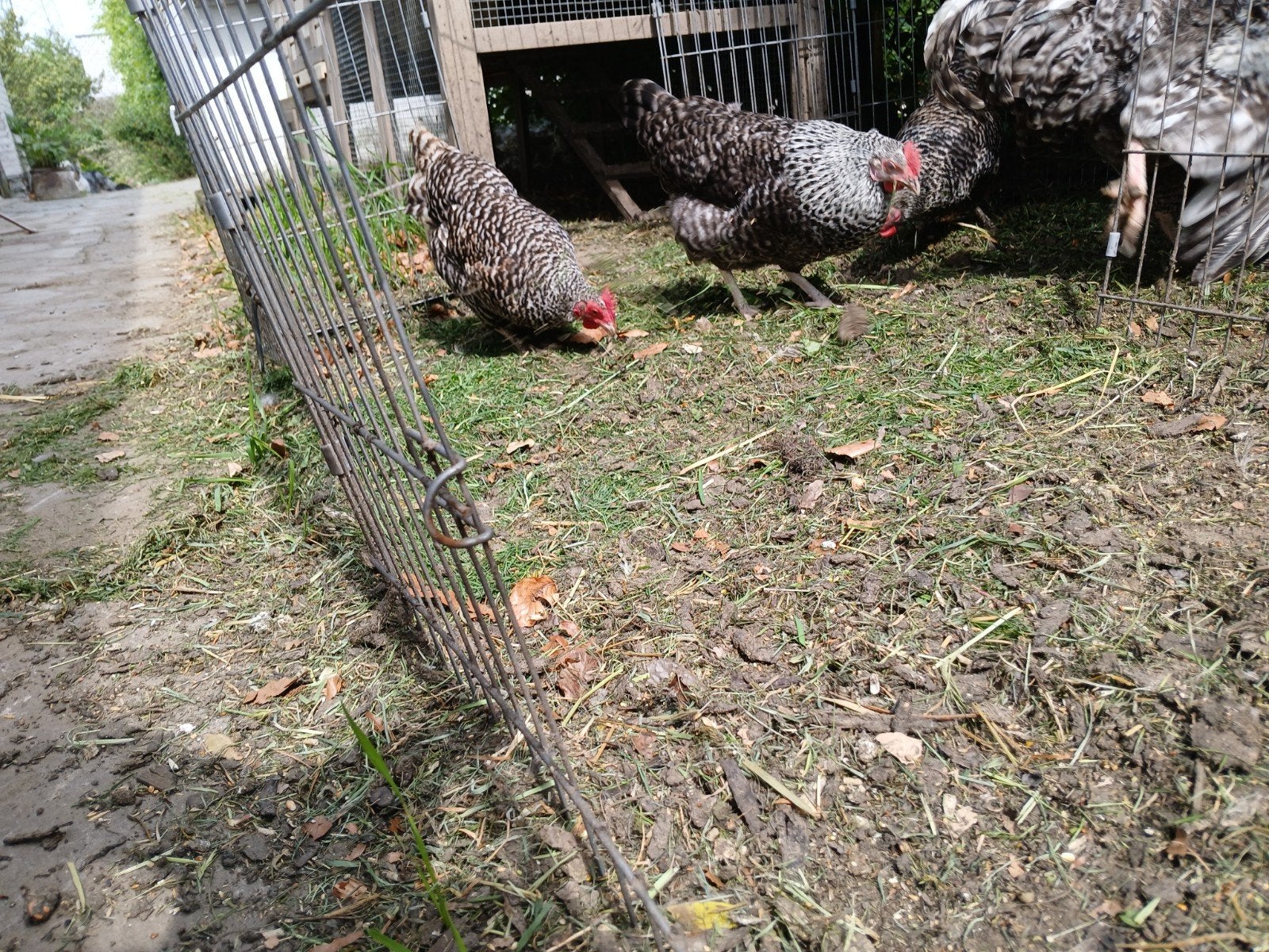 3 koekkoek kleurige hennen, Dieren en Toebehoren, Pluimvee