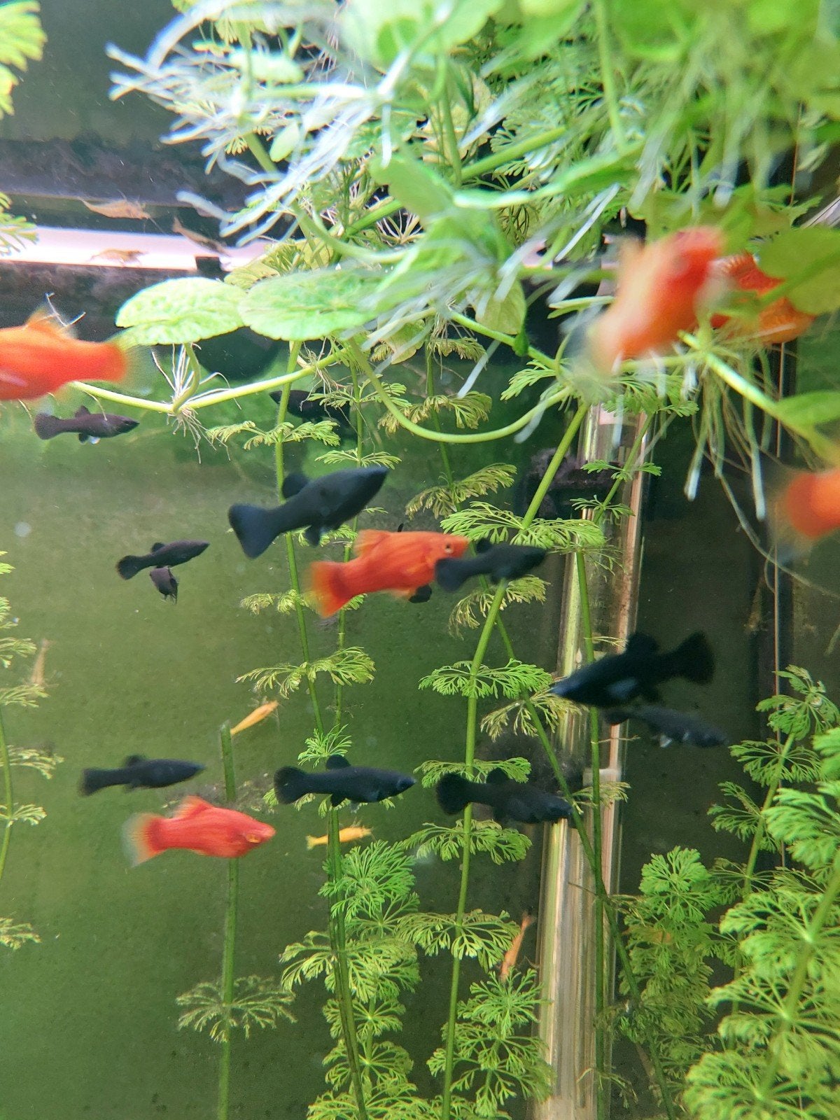 Black Molly's, Platy's Koraal Rood en Helen Slakken