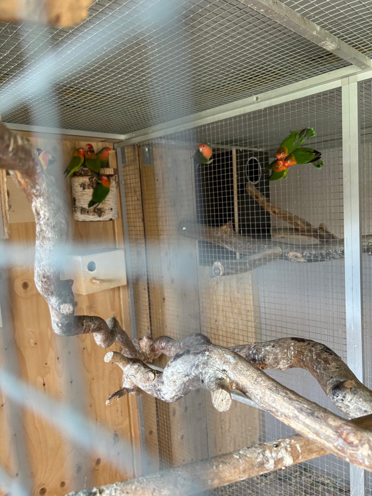 agapornis dwergpapegaaien, Geslacht onbekend