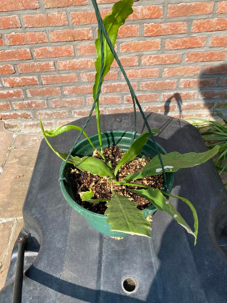 Epiphyllum royal rose. Van vorig jaar plant. Zeer mooi bloem, Ophalen