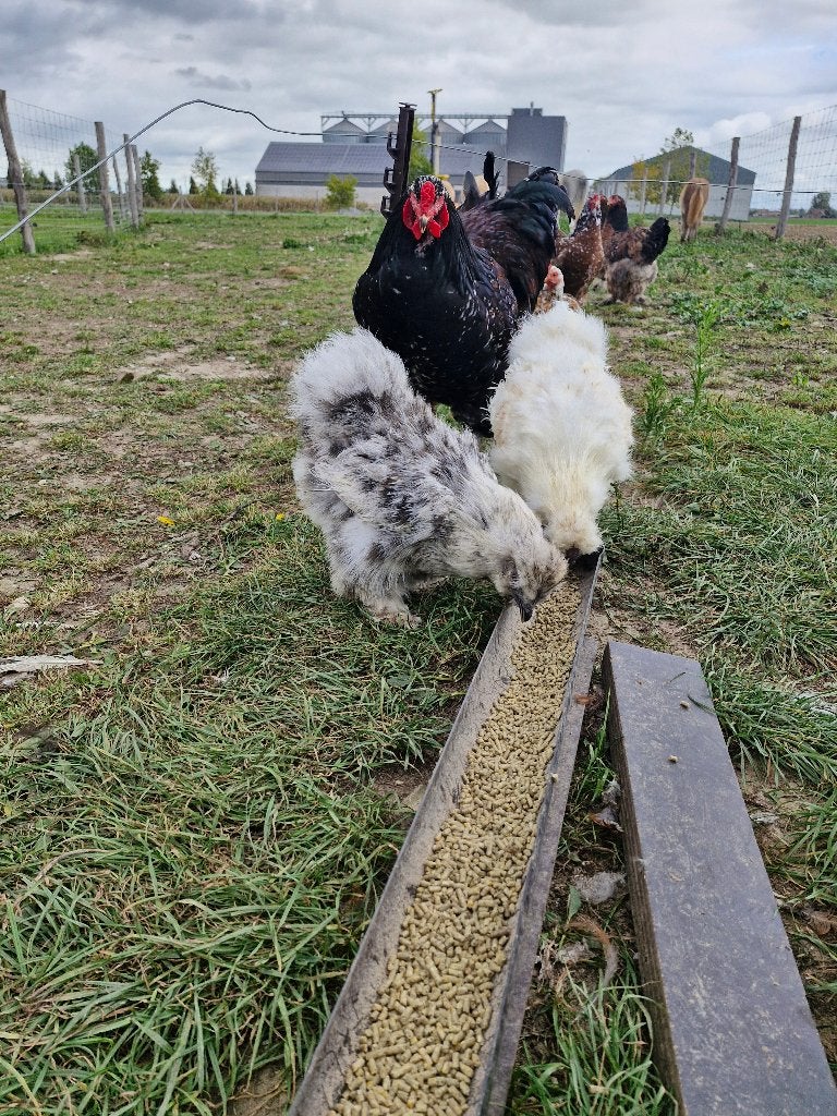 zijdehoen hen en haan, Dieren en Toebehoren, Meerdere dieren, Kip