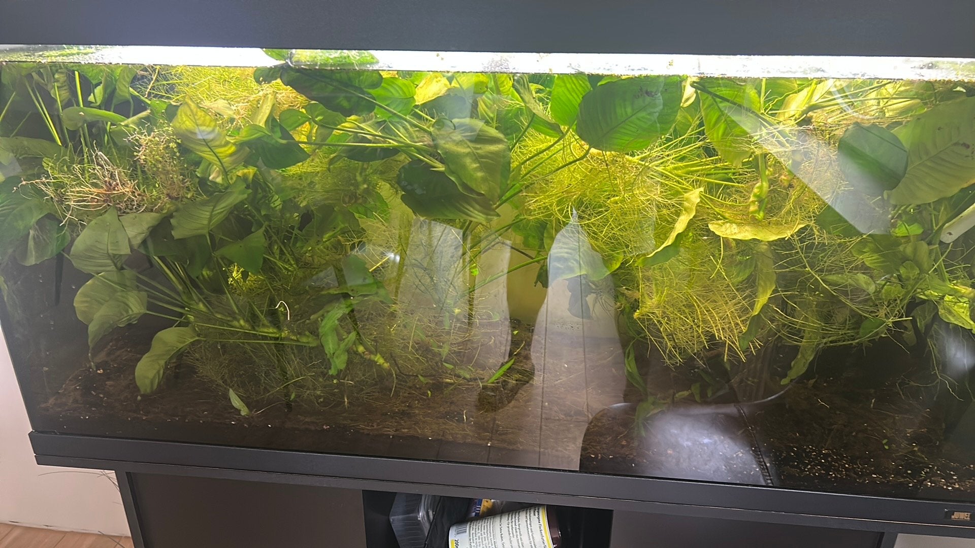 Anubias waterplant, Dieren en Toebehoren, Vissen | Aquaria en Toebehoren, Ophalen