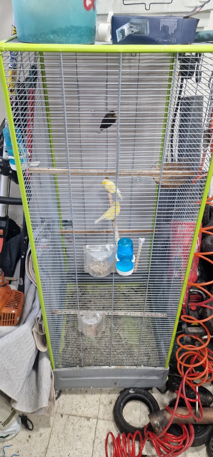 canari 2 male  1 femelle avec la grande  cage, Enlèvement