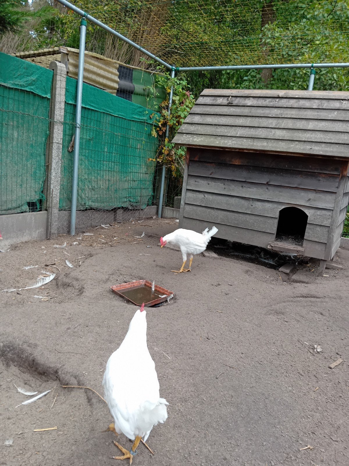 Tekoop   haanen, Dieren en Toebehoren