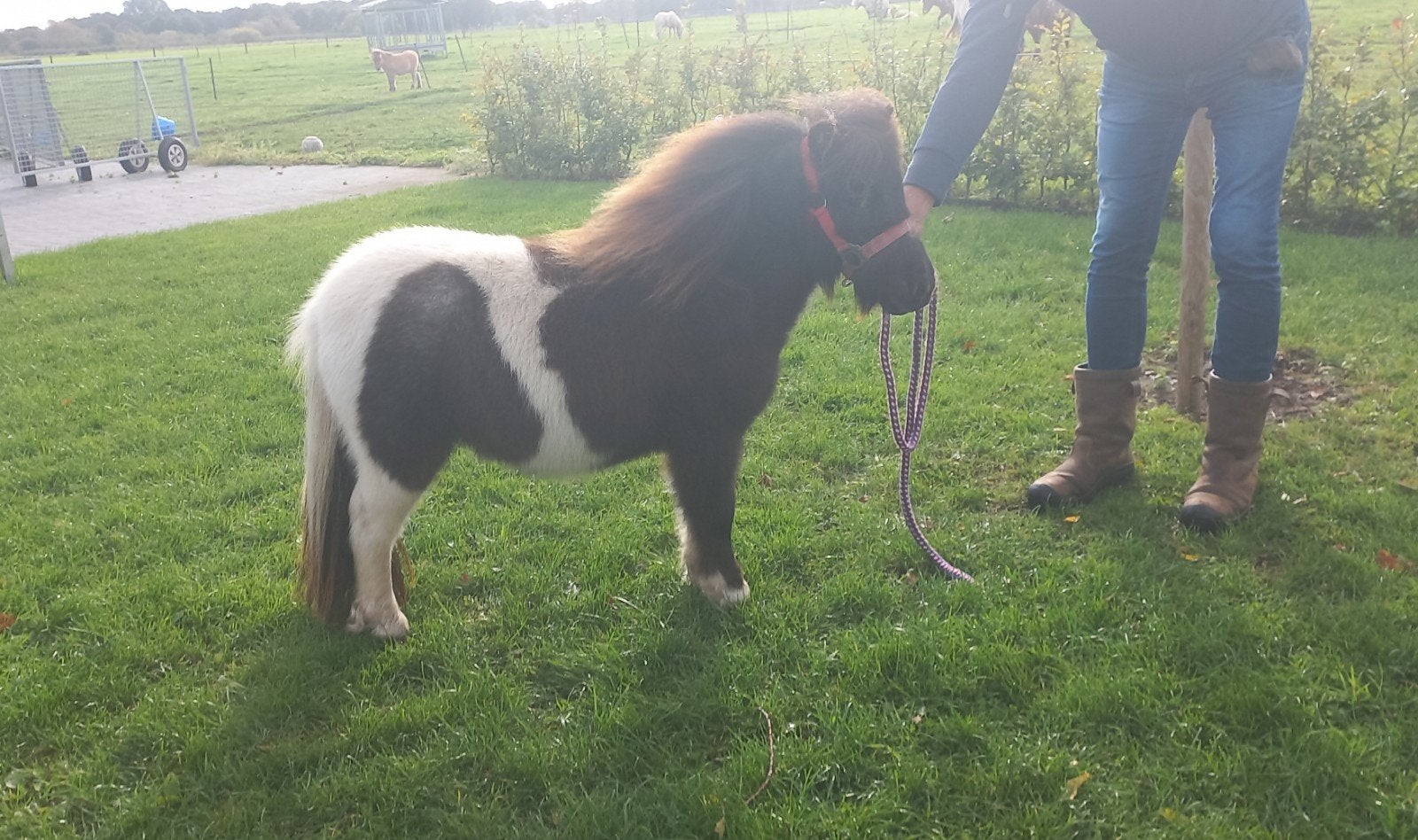 ZWARTBONTE EN BLUEDUN MERRIE'S., Dieren en Toebehoren, Merrie, Gechipt