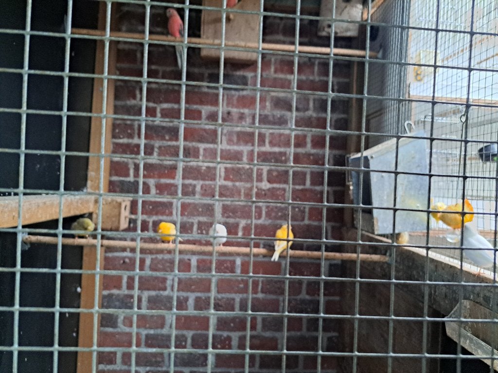Voliere vogels, Dieren en Toebehoren