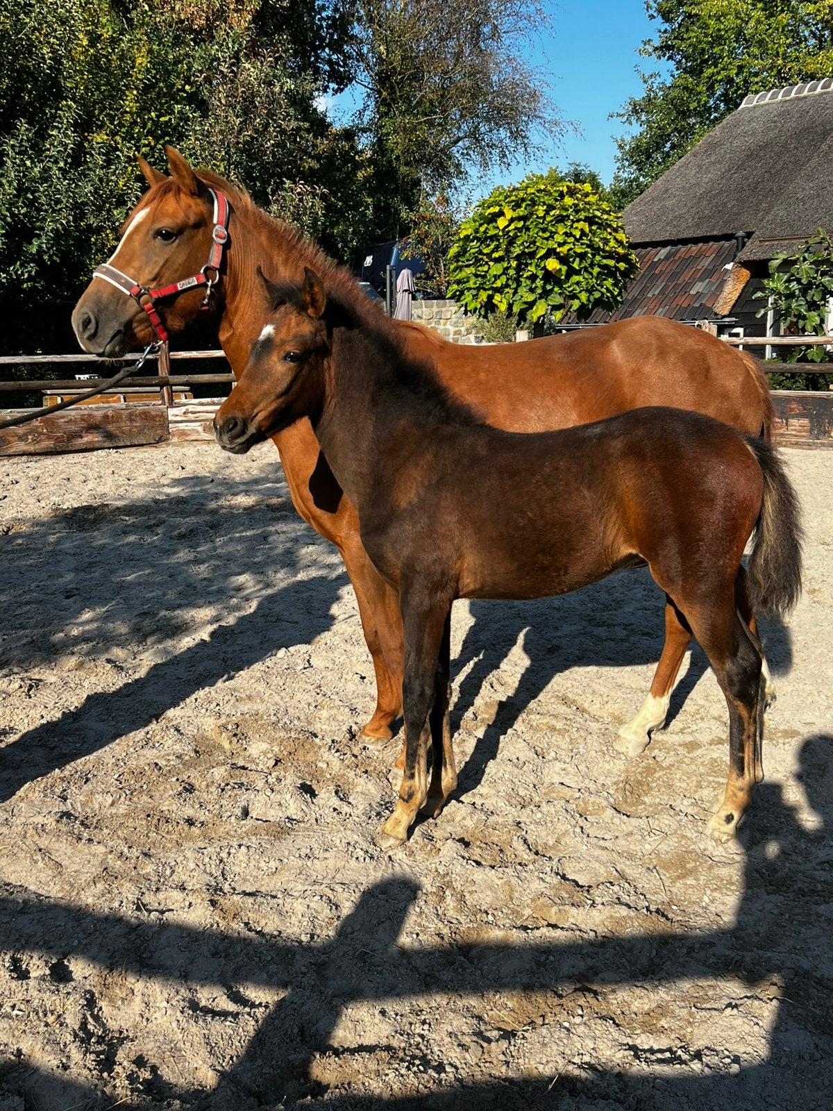 Merrie veulen van gulikshoeve’s ceasar, Animaux & Accessoires, Jument, Non dressé, Avec pedigree, 0 à 2 ans