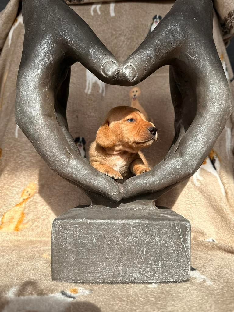 Teckel pups, Parvo, België, 8 tot 15 weken, Dwerg