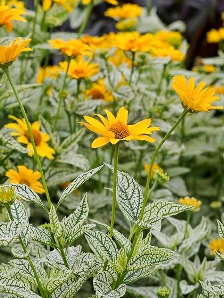 Heliopsis Sunburst, Tuin en Terras, Ophalen