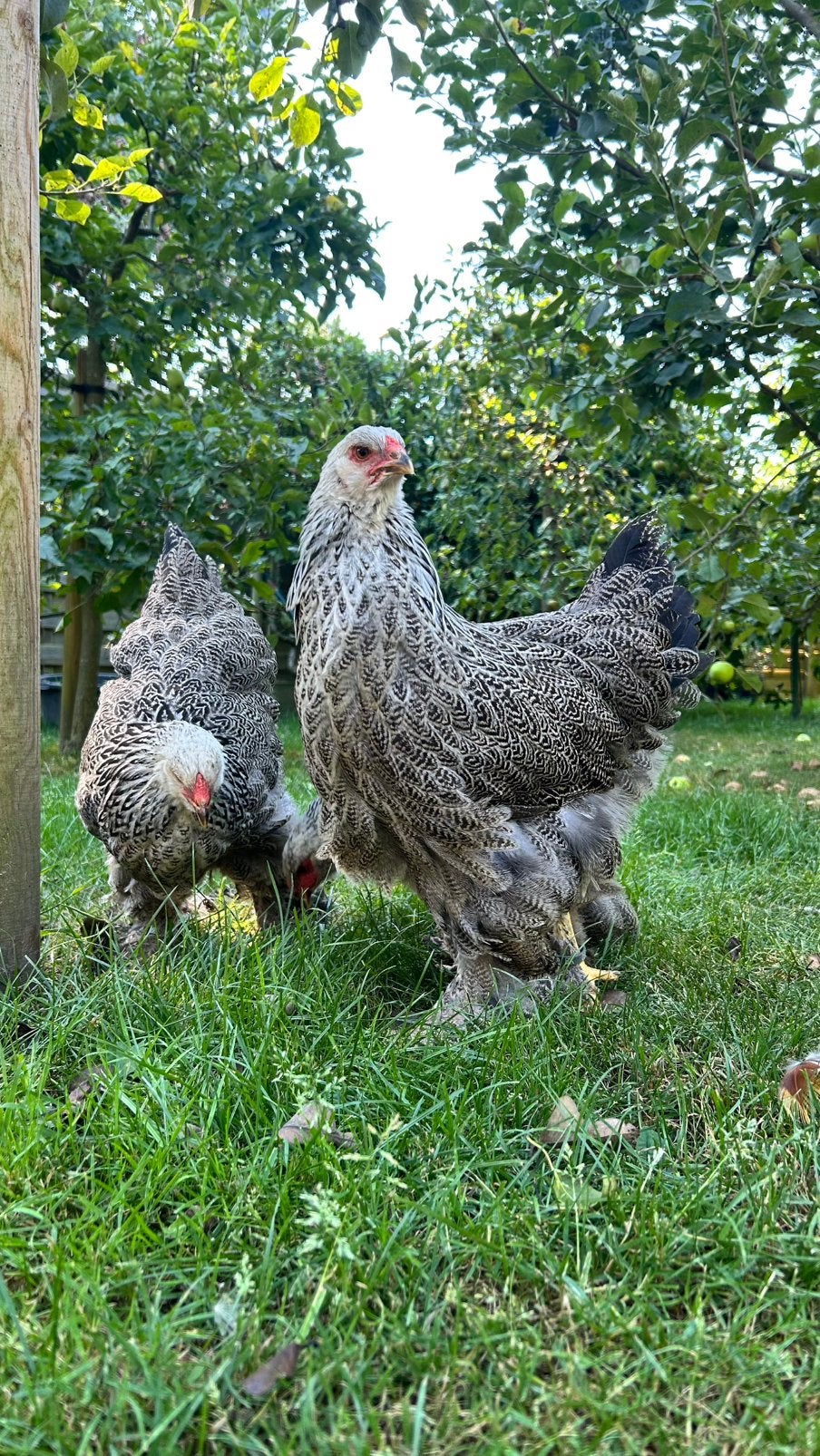 Brahma