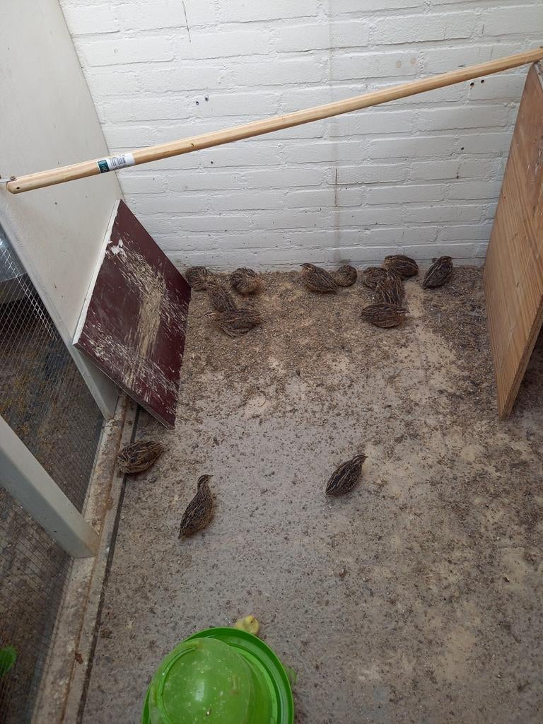 Europese kwartels, Dieren en Toebehoren, Geringd