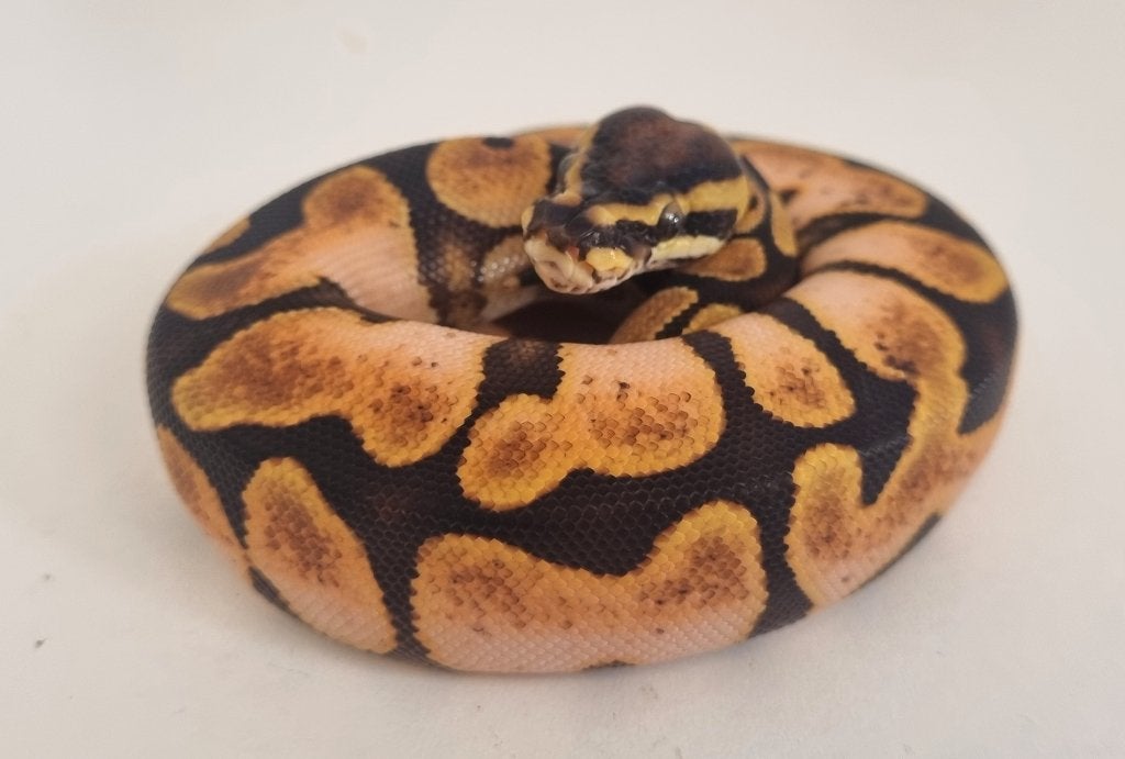 0.1 calico enchi special (od) 66% het clown Ball Python photo 2