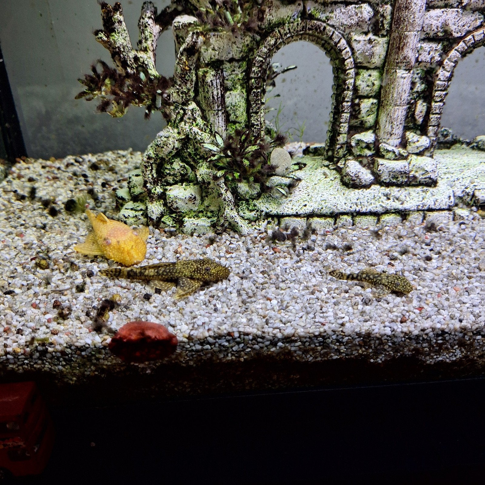 Ancistruses à vendre 3 pièces, Animaux & Accessoires, Poissons | Poissons d'aquarium, Poisson d'eau douce, Poisson