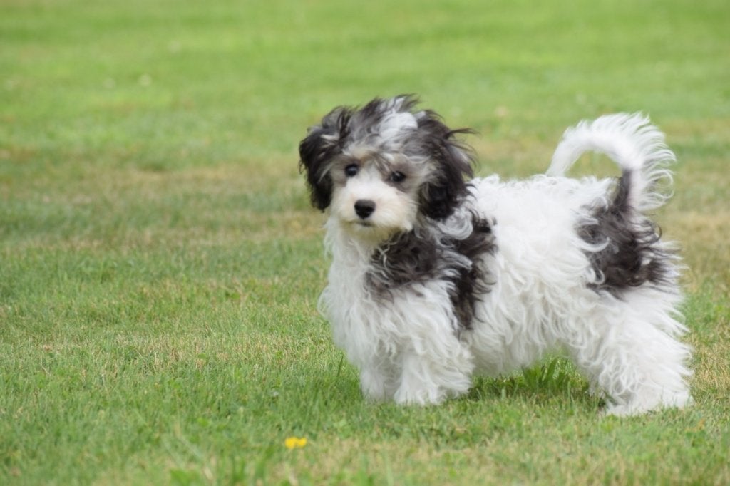Chiots Maltipoo, 15 semaines à 1 an, Étranger, Petit, Hépatite contagieuse (maladie de Rubarth)