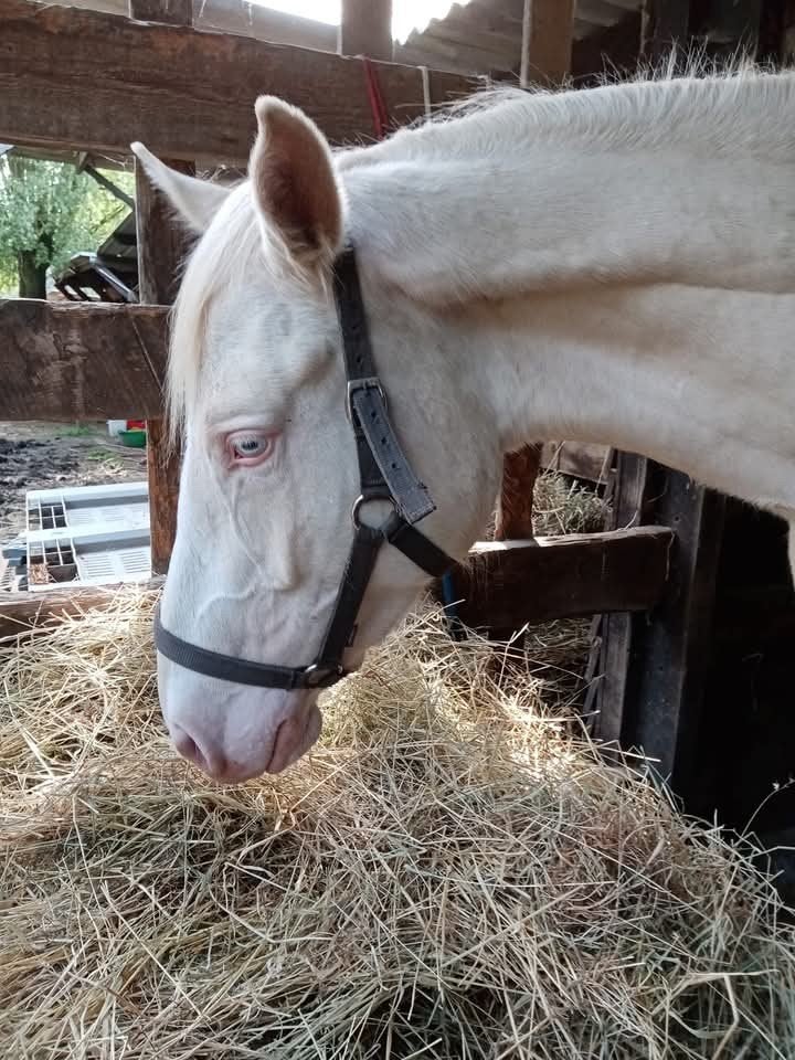 perlino merrie, Dieren en Toebehoren, Merrie, Minder dan 160 cm, Met stamboom, Zadelmak