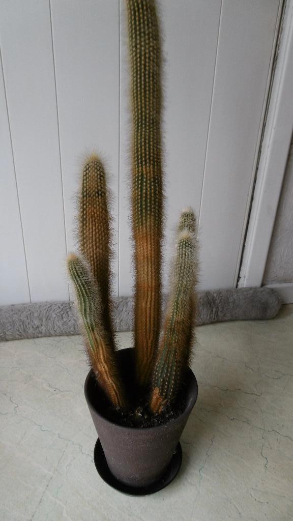 cactussen, Huis en Inrichting, Kamerplanten, Ophalen, Cactus
