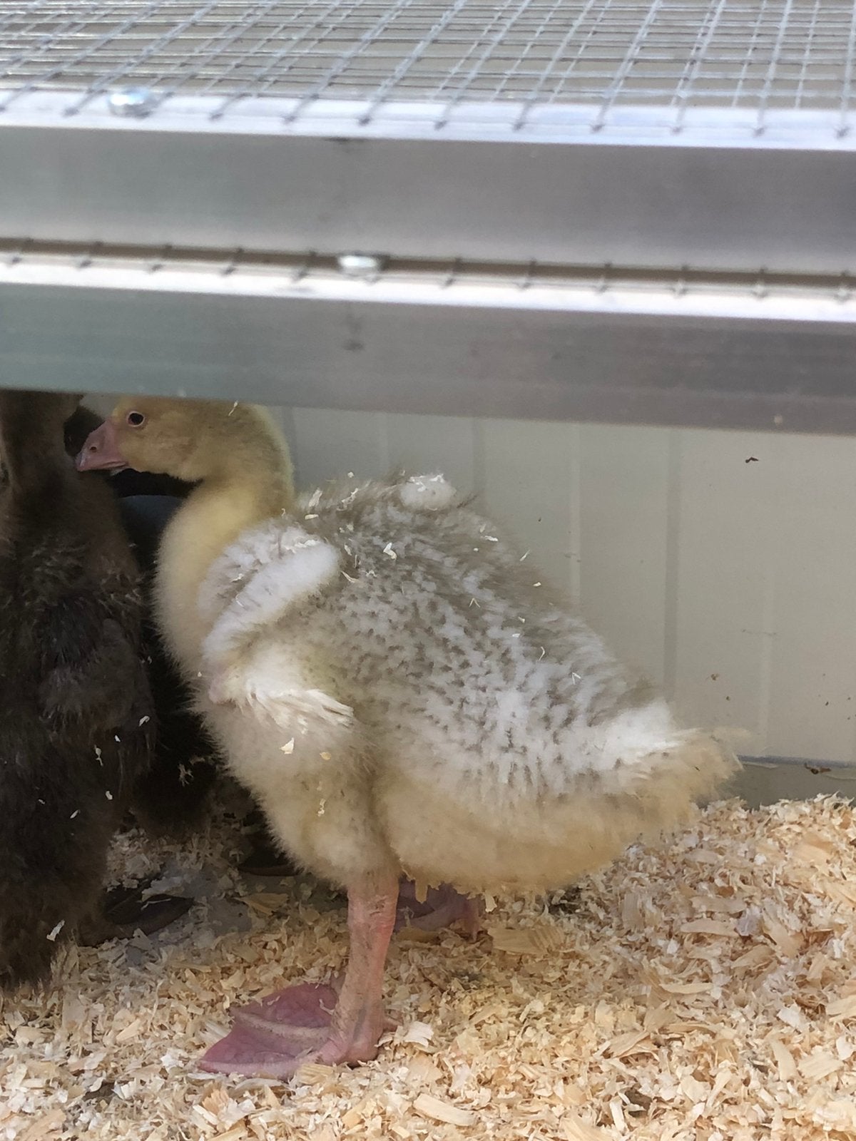 Ganzen, Geslacht onbekend, Gans of Zwaan