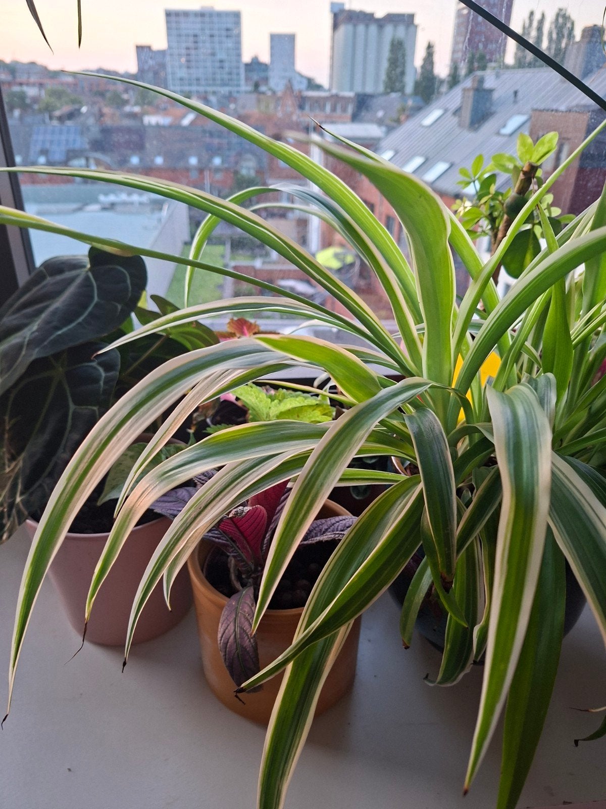 Plante araignée; boutures, Enlèvement, Ombre partielle