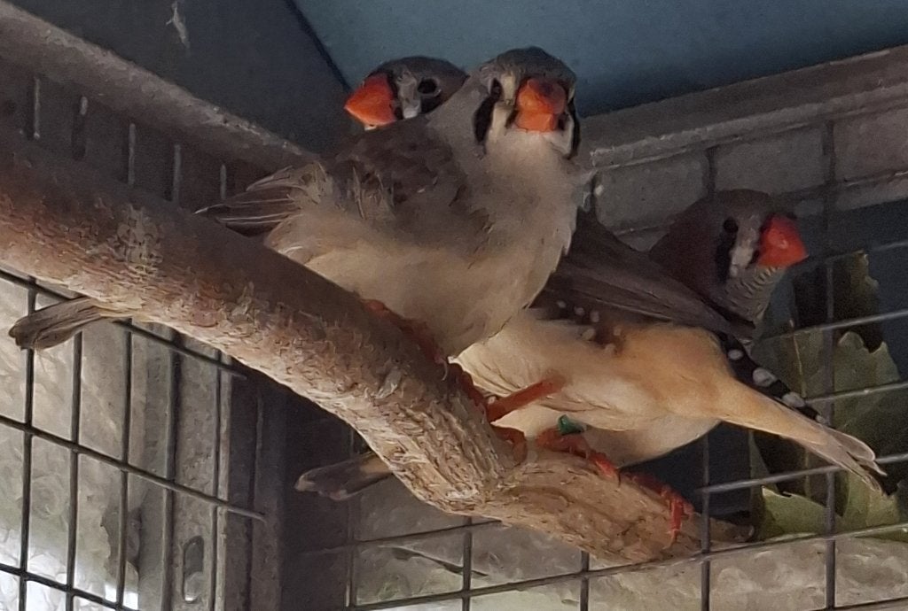 5 zebravinken (4 mannen en 1 pop). Samen: 15 euro., Meerdere dieren, Tropenvogel, Geringd