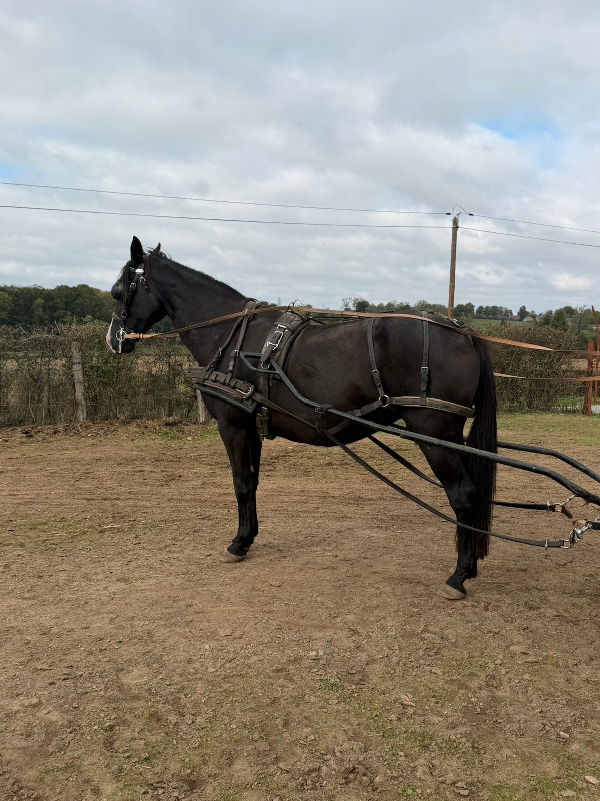 Jument trotteuse, Animaux & Accessoires