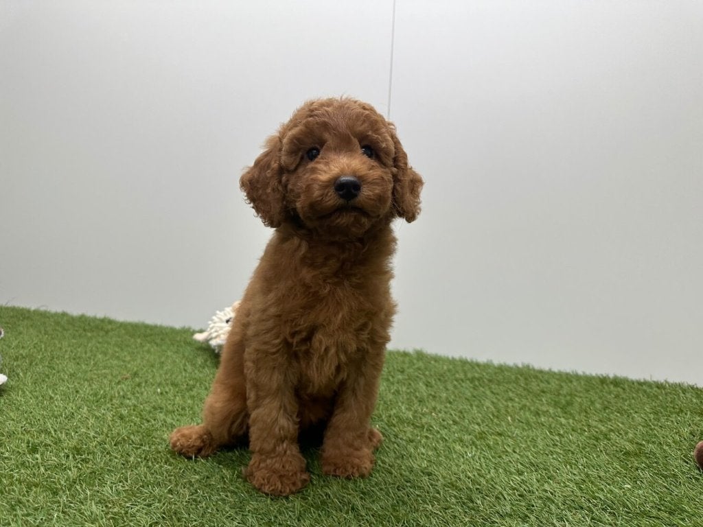 Poedel pups, Dieren en Toebehoren, Poedel, België, 8 tot 15 weken, CDV (hondenziekte)