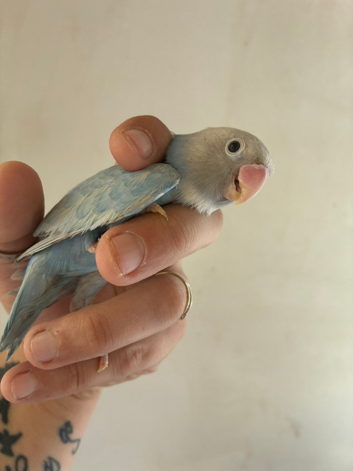 Dwergpapegaai niet tam, Femelle, Perroquet nain ou Inséparable, Bagué