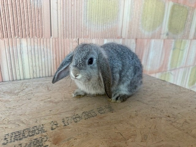 Oies naines hollandaises, Animaux & Accessoires, Lapins, Nain, Plusieurs animaux, 0 à 2 ans, Oreilles tombantes