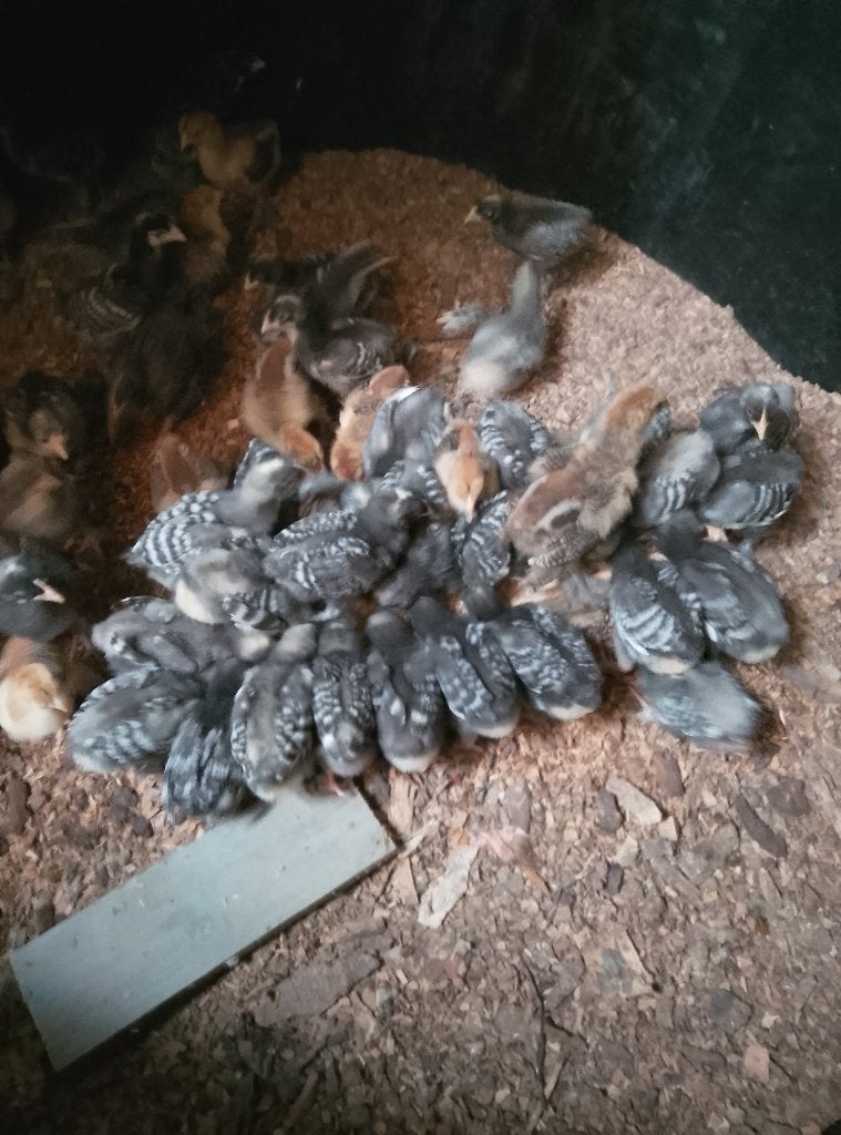 Kuikens Mechelse koekoek, Dieren en Toebehoren