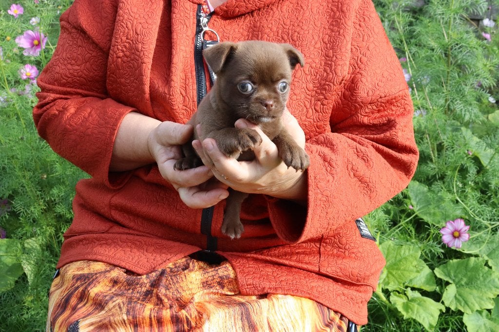 chihuahua pups, Dieren en Toebehoren, België, Fokker | Hobbymatig, CDV (hondenziekte), 8 tot 15 weken