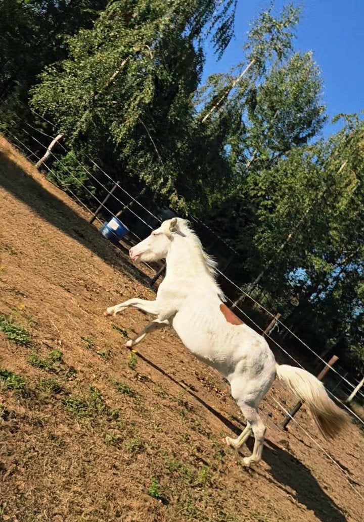 unieke splash ijslander merrie 2j, Dieren en Toebehoren, Paarden, Merrie