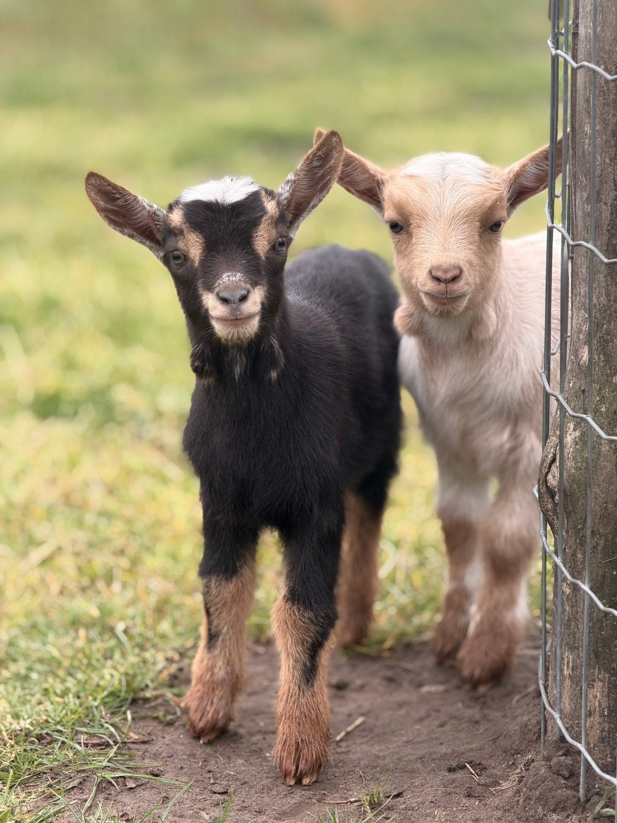 Dwerggeitjes te koop, Dieren en Toebehoren, Meerdere dieren, Geit, 0 tot 2 jaar