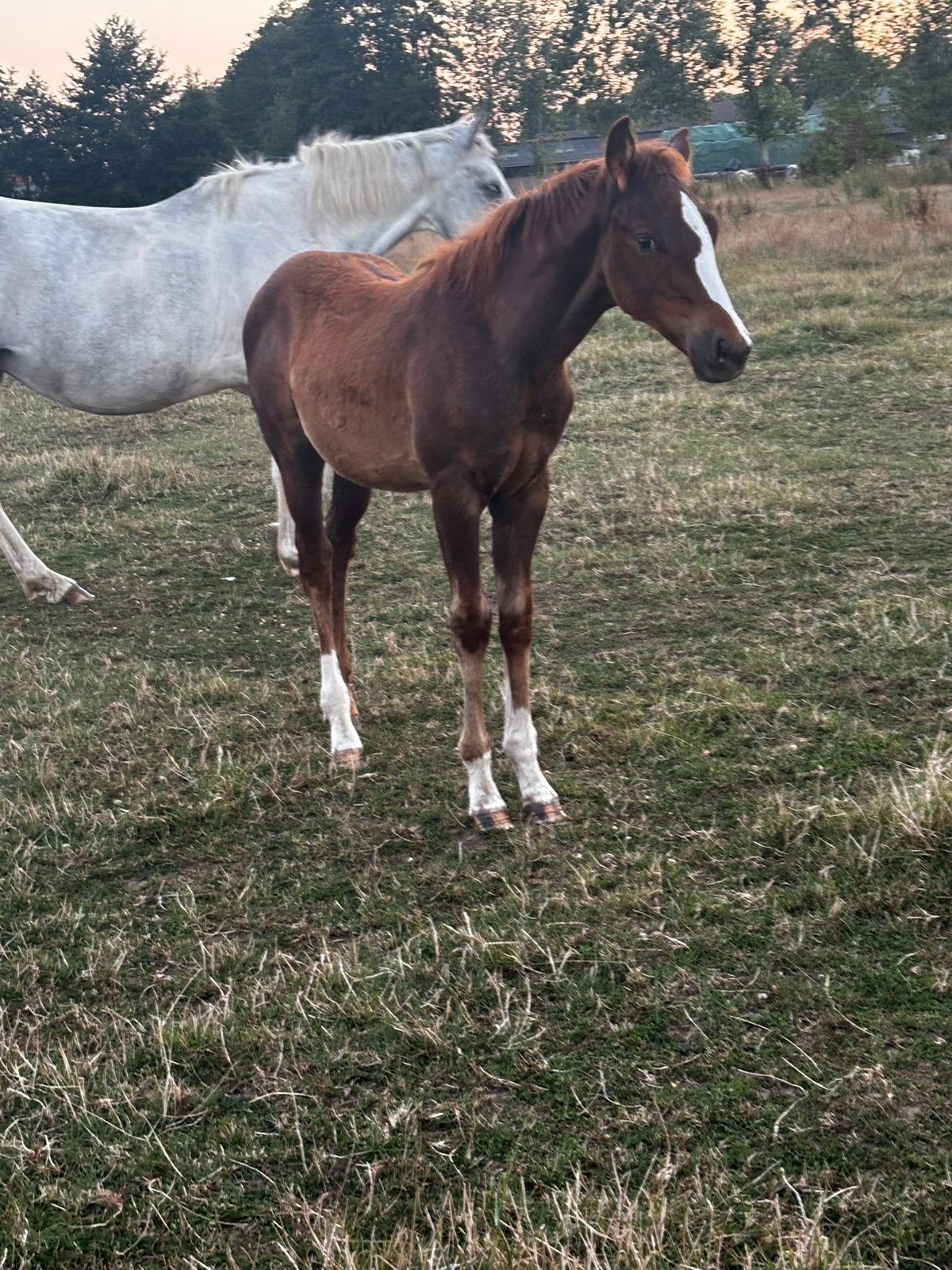 Vos veulentje, Dieren en Toebehoren, Minder dan 160 cm, 0 tot 2 jaar, Hengst, Gechipt