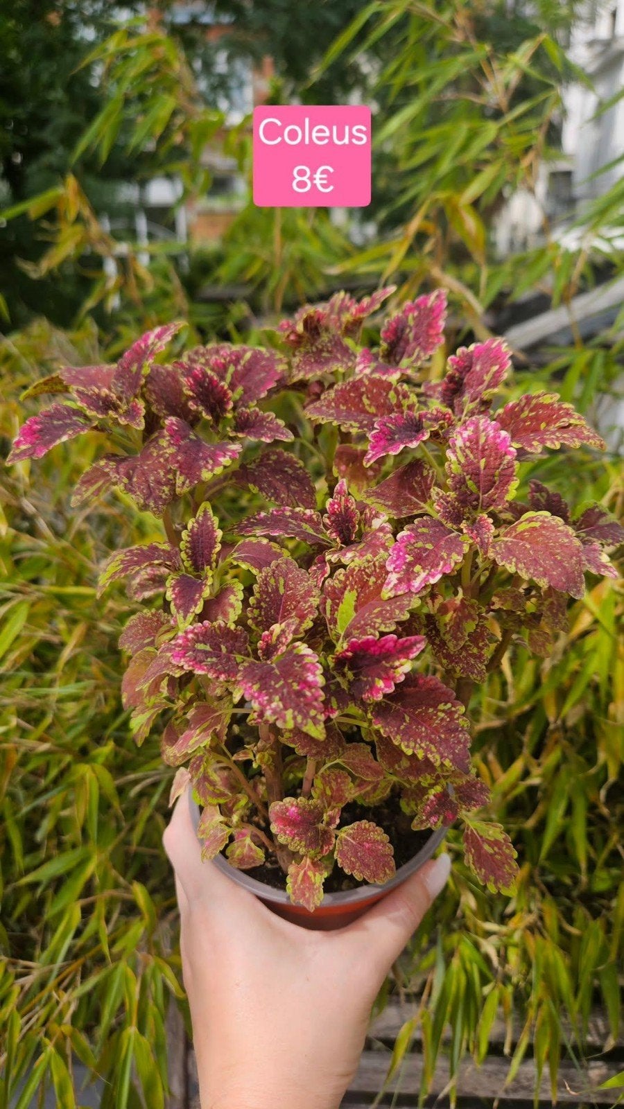 Coleus, Maison & Meubles, Enlèvement ou Envoi, Intérieur
