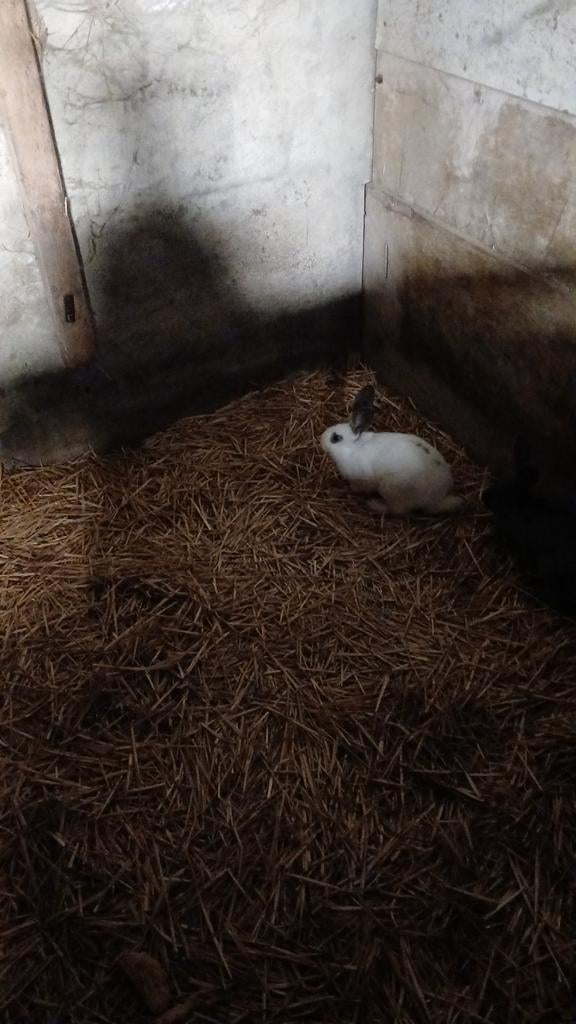 Kijnijnen te koop, Dieren en Toebehoren, Konijnen