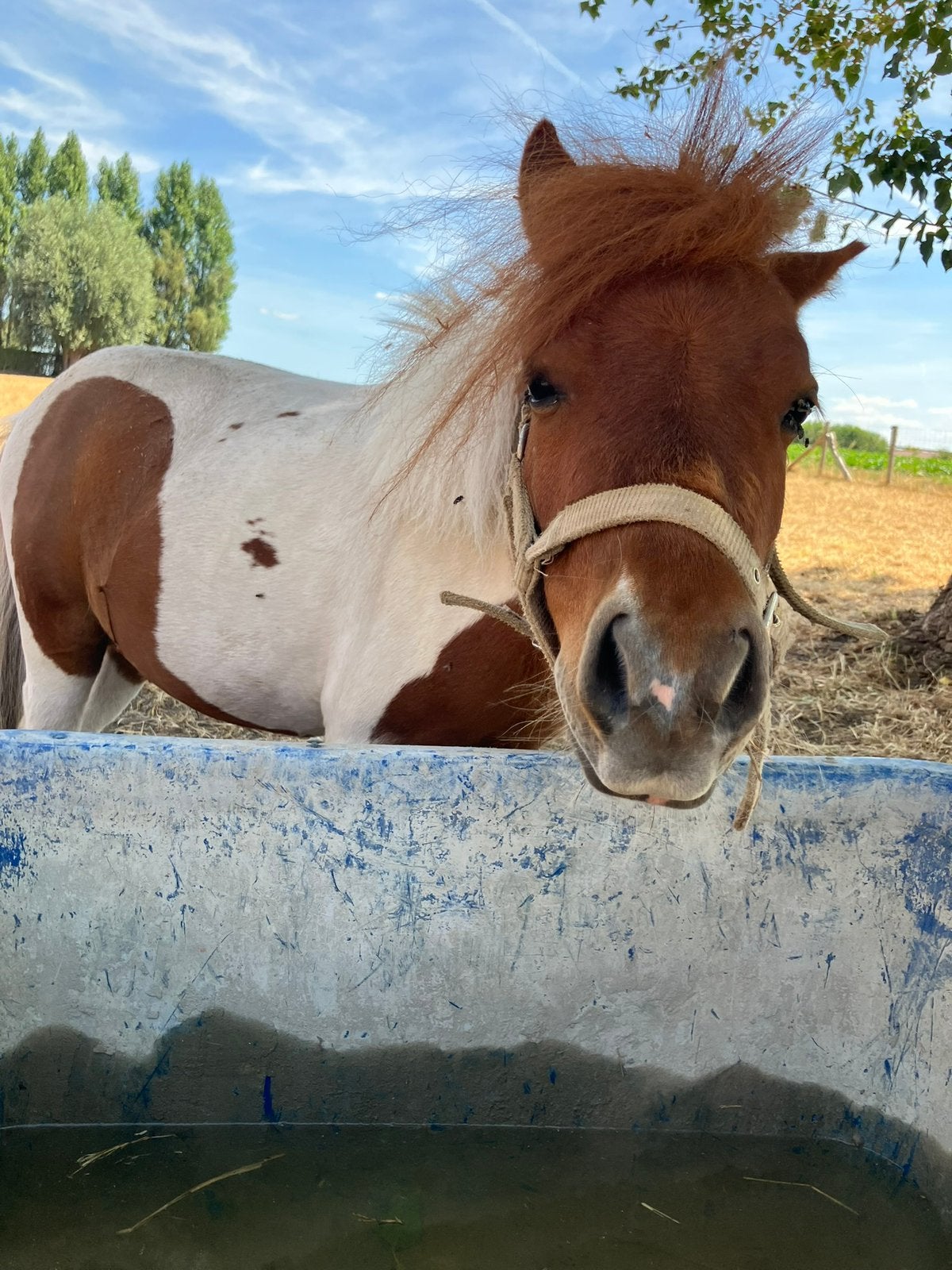 Mini paardje te koop, Hengst, Gechipt, 3 tot 6 jaar