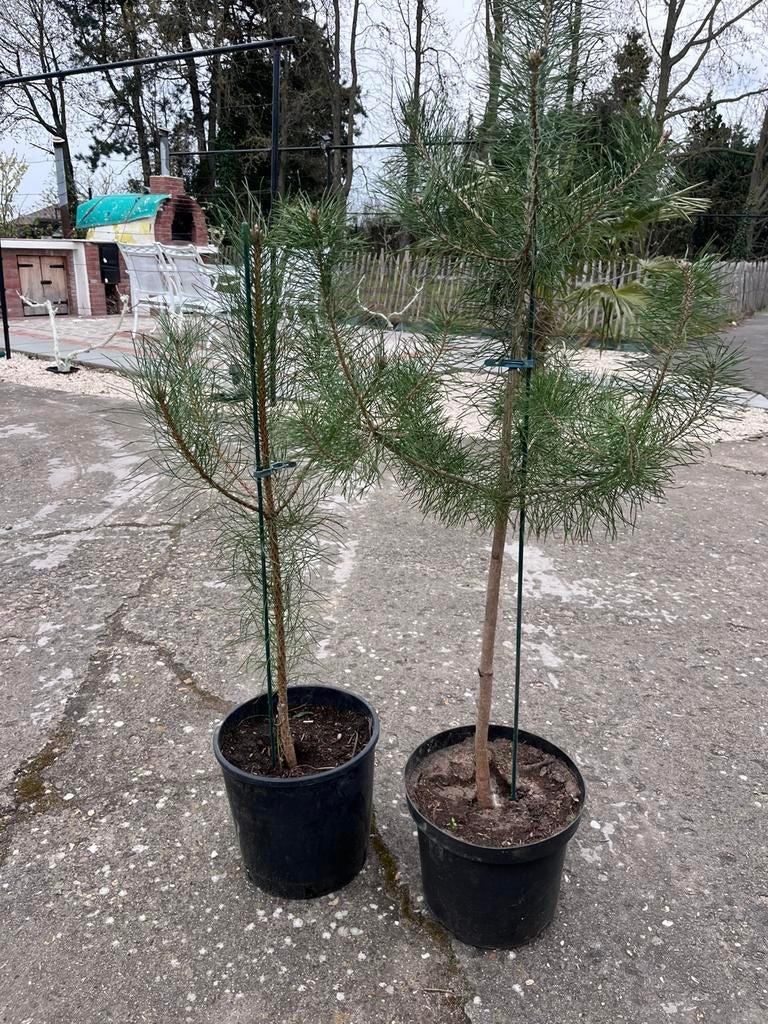 Grove dennen boompjes, Tuin en Terras, Planten | Bomen, Ophalen