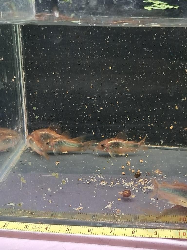 Corydoras aeneus (osteogaster aeneus), Dieren en Toebehoren, Vissen | Aquariumvissen, Vis, Zoetwatervis