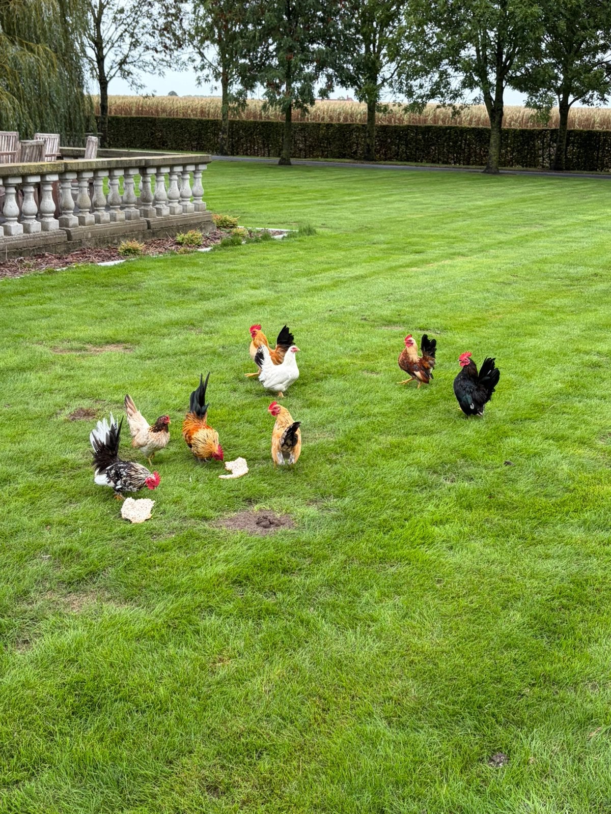 Serema haantjes, Dieren en Toebehoren, Mannelijk, Kip