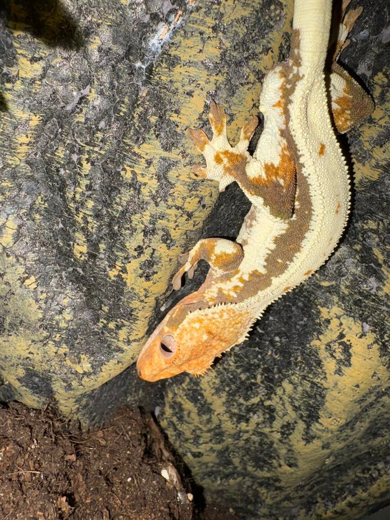 Wimpergekko, Dieren en Toebehoren